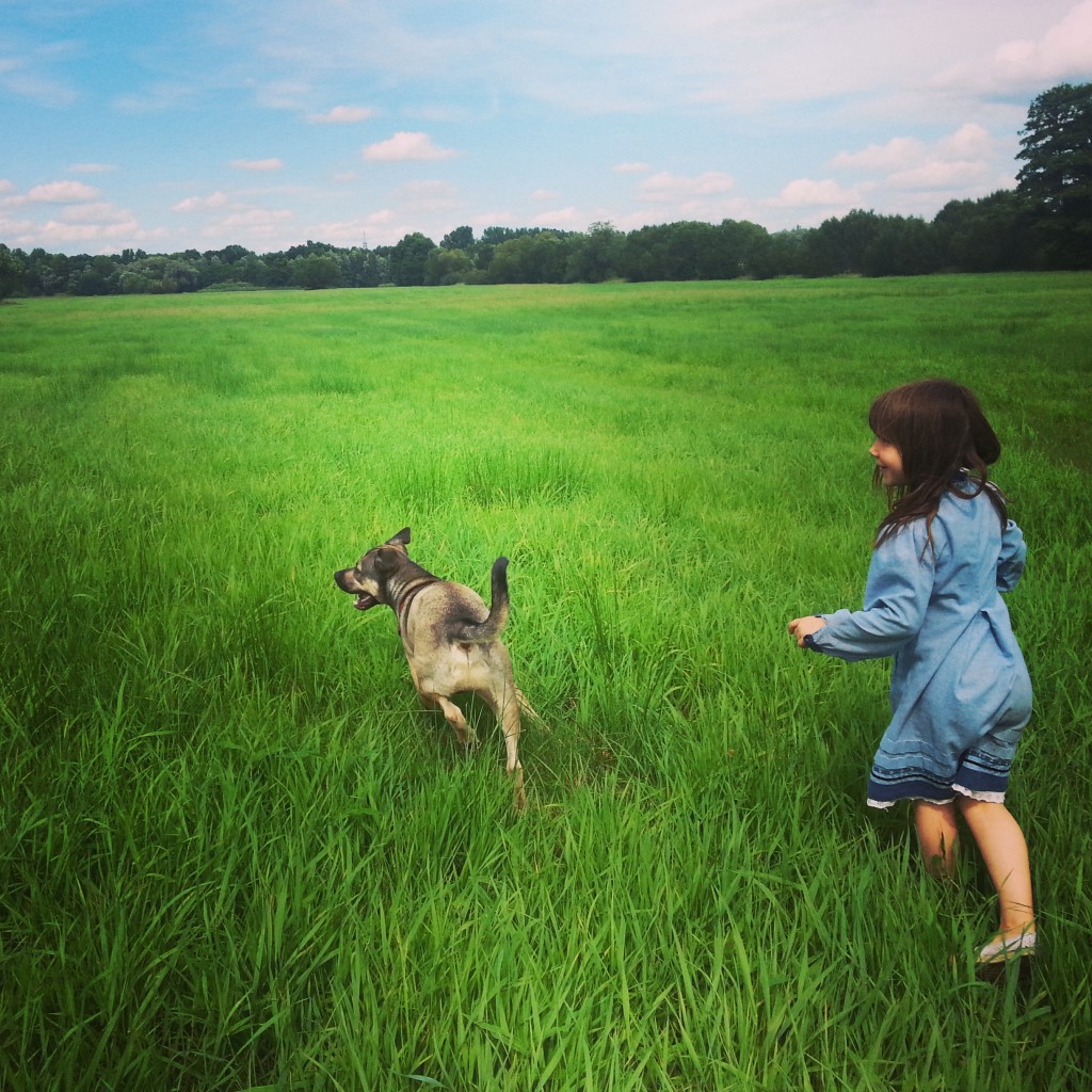 Welcher Hund Hat Die Stärkste Beißkraft